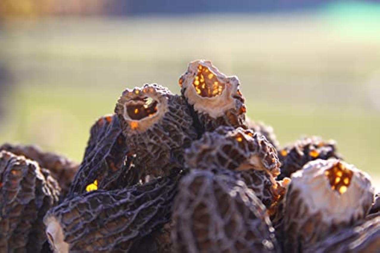 Champignons MORILLES - pure CHAPEAU spéciales (2-6 cm) - sans queues – cueillis à la main, séchés au soleil (100 gr) mj3jfJZr