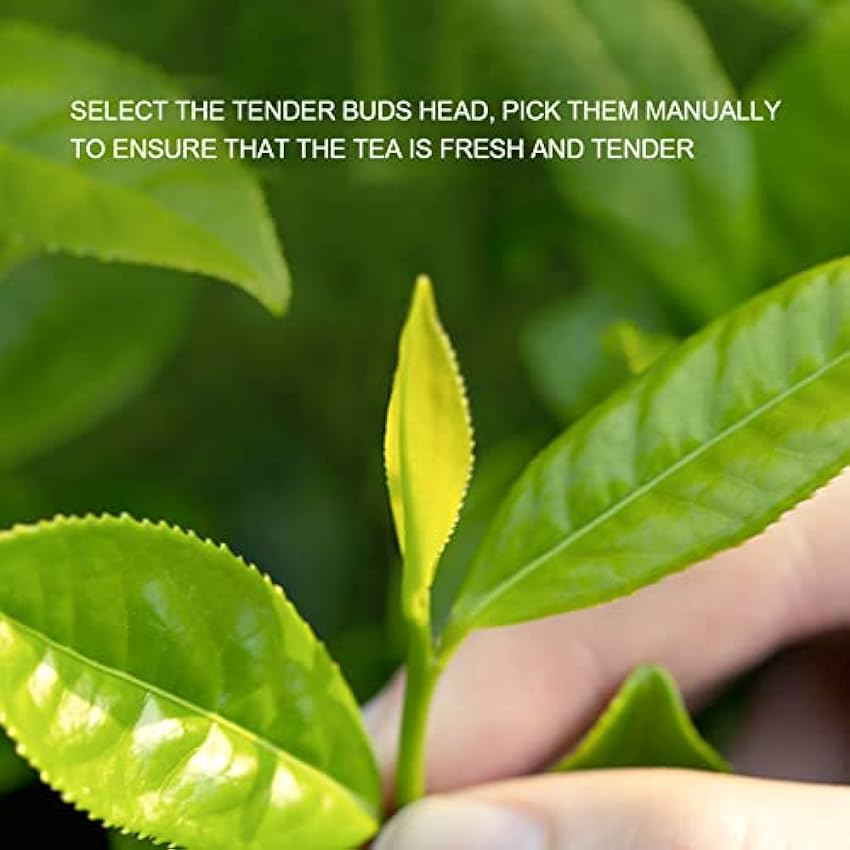 Thé en feuilles pures,thé Biluochun avec boîte-cadeau, fabriqué avec des ingrédients naturels, sans arômes artificiels, petits paquets, thé vert chinois Jiangsu fruité et fruité pour les invités lrVzP78L