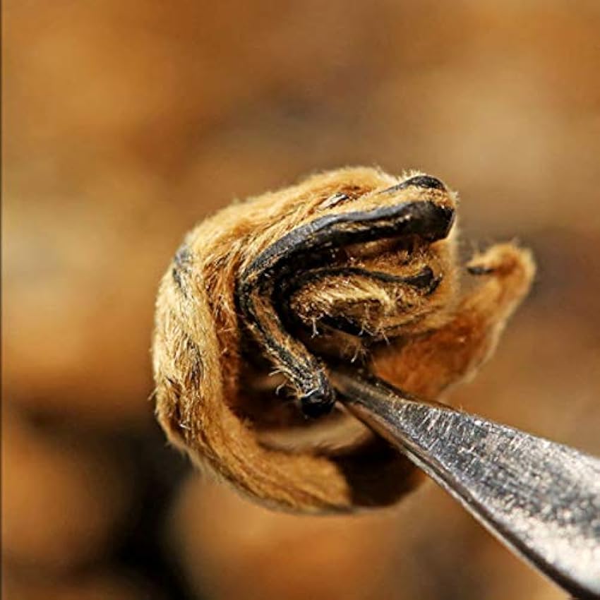 Escargot D´or Aromatisé au Miel Thé Noir Original De Chine Bon Thé Naturel Thé Noir Organique Sans Additif Nourriture Verte (250g) NWywbIDy