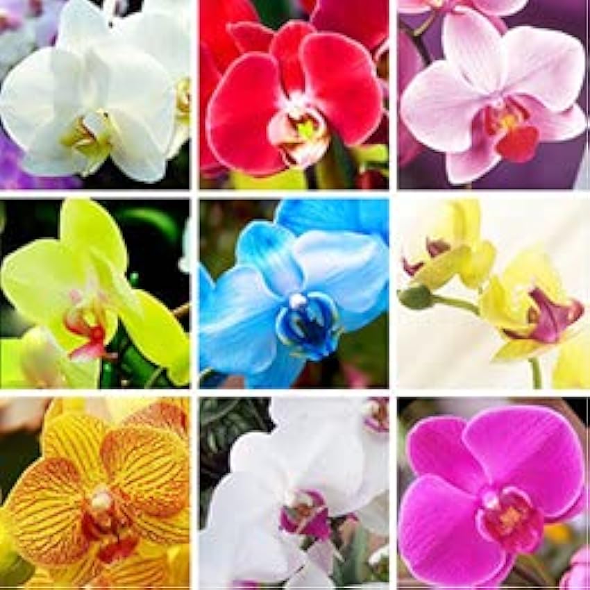 40 pezzi di semi di fiori di orchidea misti LeSoyjwn