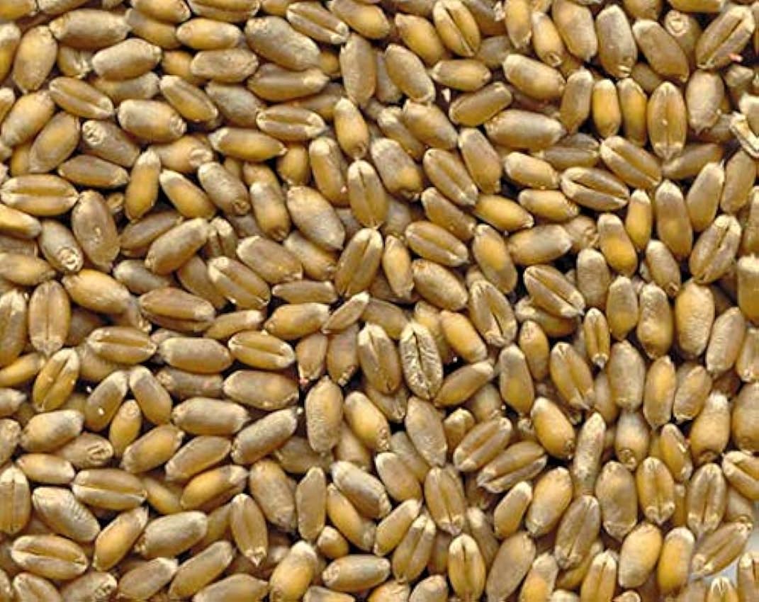 25Kg de blé tendre pour la mouture-MOLINO ZAPPALA ´