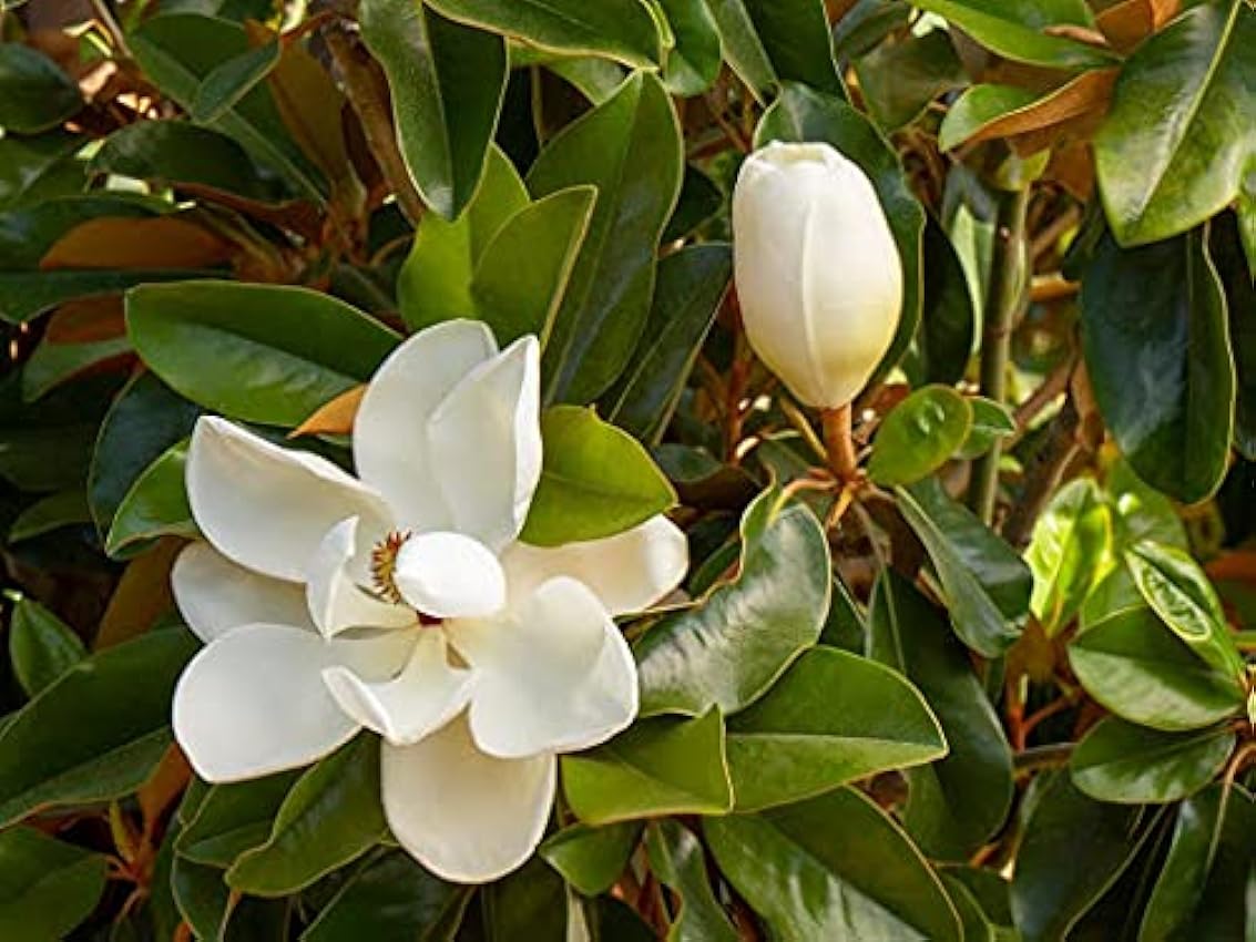 5 pezzi di semi di fiori di magnolia mhnjJC76