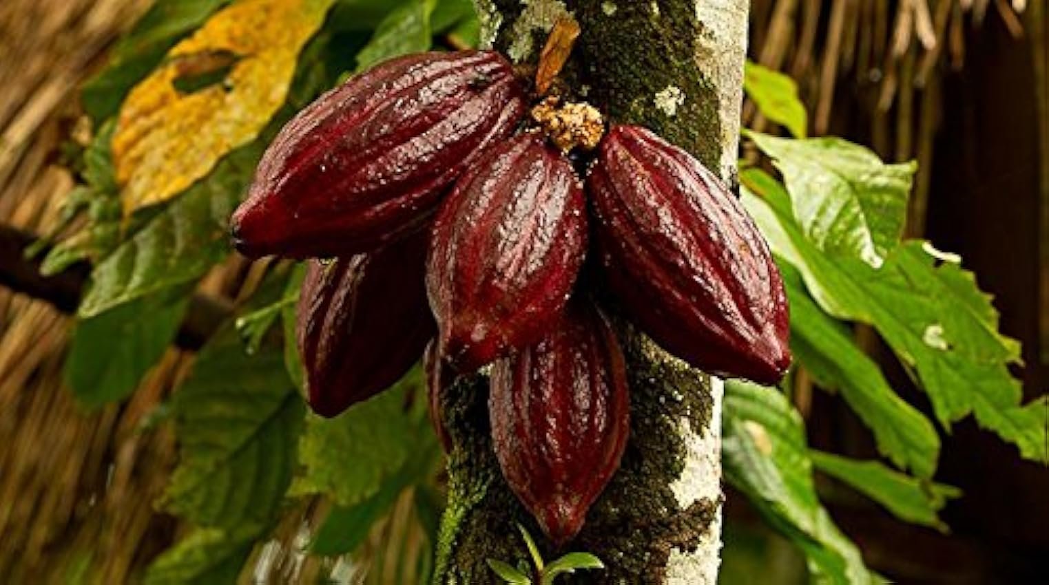 Indigo Herbs Grué De Cacao Cru Sucré au Yacon Bio 500g N9mABOnW
