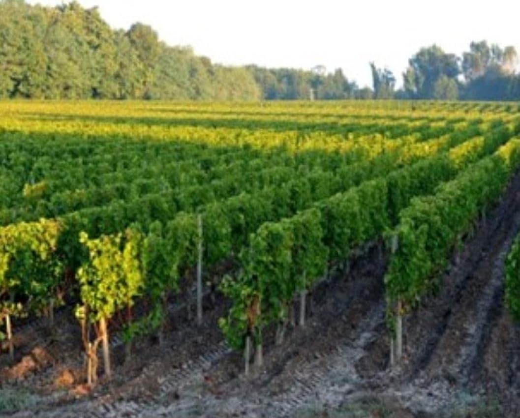La Petite Lune - Vin Rouge - AOP Bordeaux - Second Vin de Clos des Lunes - Millésime 2018 - Lot de 6 bouteilles x 75cl OmWF5BbT