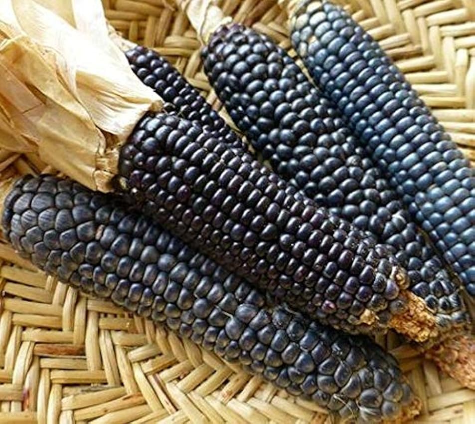 Germinazione dei semi: 50 - Semi: Rio Grande Blu Corn S