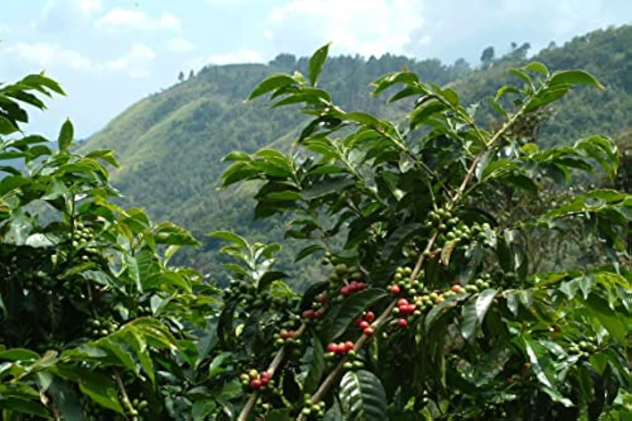 Sea Island Coffee - Jamaica Blue Mountain, Signature Collection Coffee Gift Barrel (Cafetière 250 g) MbDP0WzR