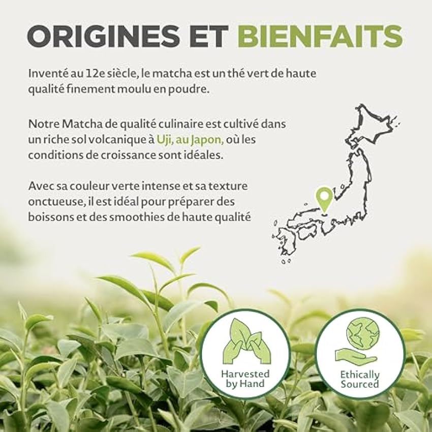 Thé Vert Matcha Bio Japonais de Cuisine - Qualité Culinaire - 100 gr en Poudre Naturel. Produit au Japon Uji, Kyoto. Pour la Patisseries, Cookies et dans le Lait L8nvH1oc
