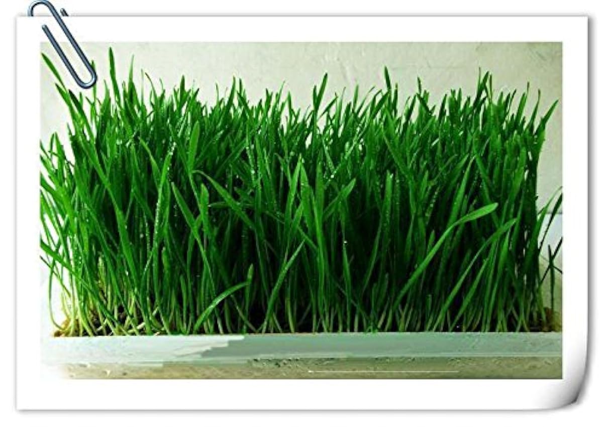 100 semi/pak erba di grano di semi di tasso di germinazione organica del 99% dei vasi e fioriere famiglie giardino MWAMVbaA