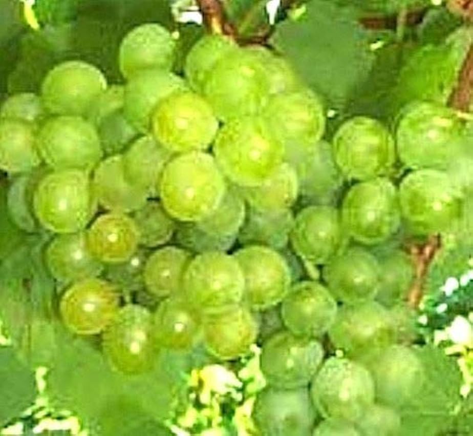 SEMI DI GERMINAZIONE: 3 Stecklinge Seedless Sommer moscato vigne, Köstliche Trauben, Zonen 7-11 oGd3Shdp