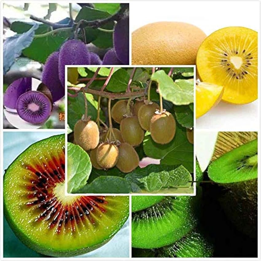 Viola: semi di semi di semi/sacchetto di frutta, quattro tipi di kiwi, rosso giallo verde viola La nutrizione è ricca gustosa e deliziosa, giardino domestico fai da te, non OGM LkwhBxXY