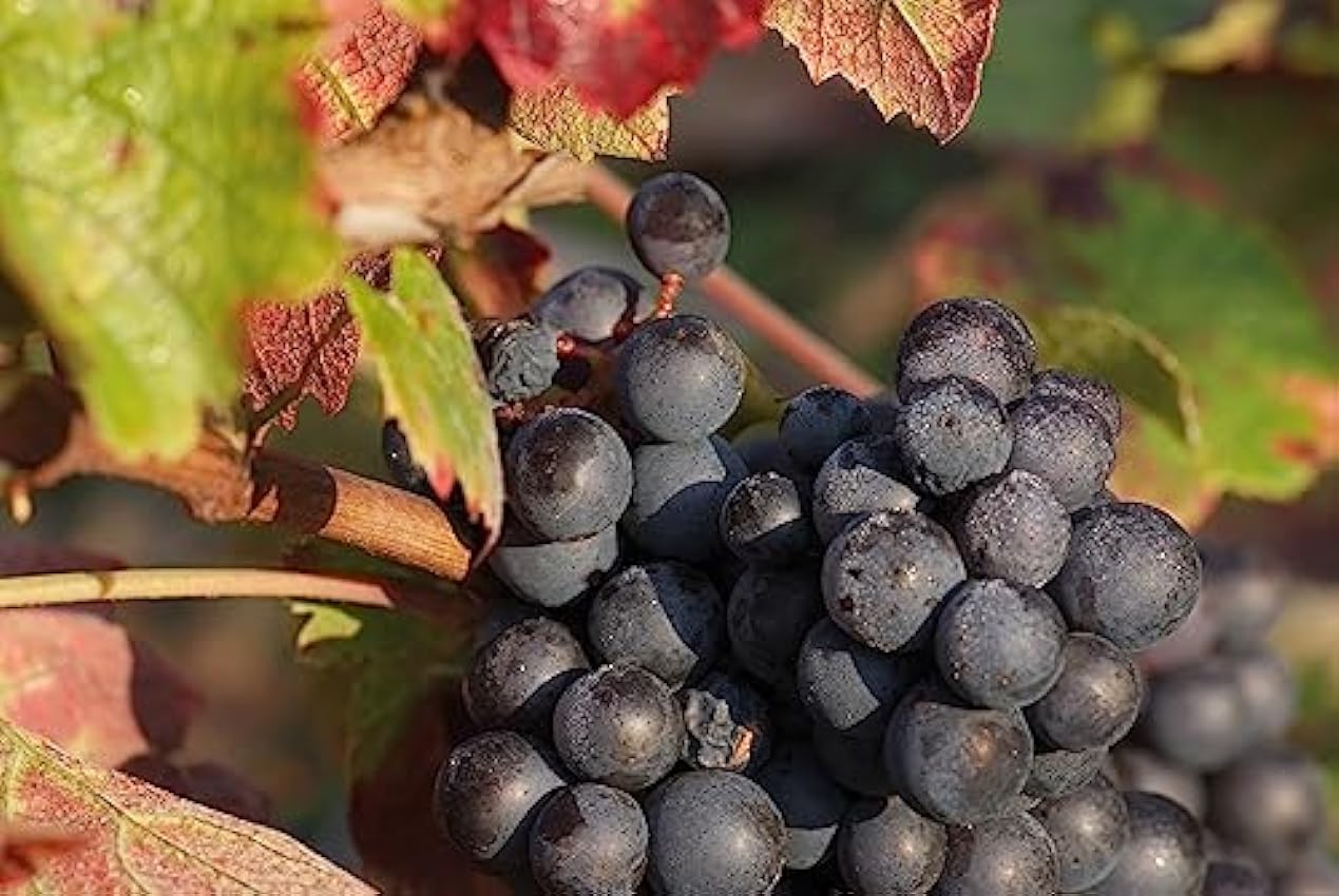 Pasquier Desvignes - AOP Chiroubles, Vin rouge, Cru du Beaujolais (1 x 0,75L) mIidUbFN