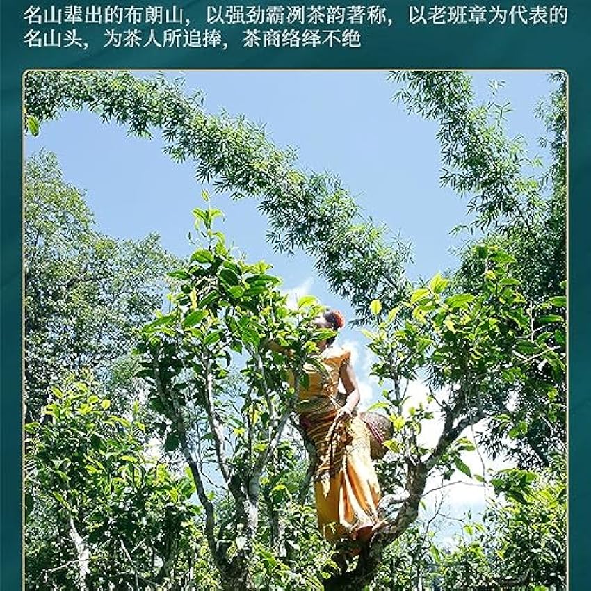Pu-erh tea,2022,Xinmane old tree,357g,Raw nNSfGDTS
