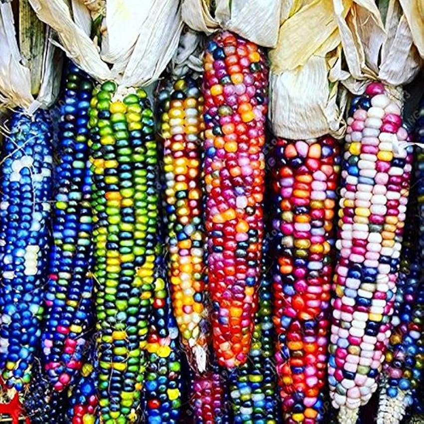 20 Dolce arcobaleno di mais semi colorati semi di mais Grano cereali di alta qualità Verdure per il giardino domestico di facile da coltivare trasporto di Colore Giallo OhyR8ZBe