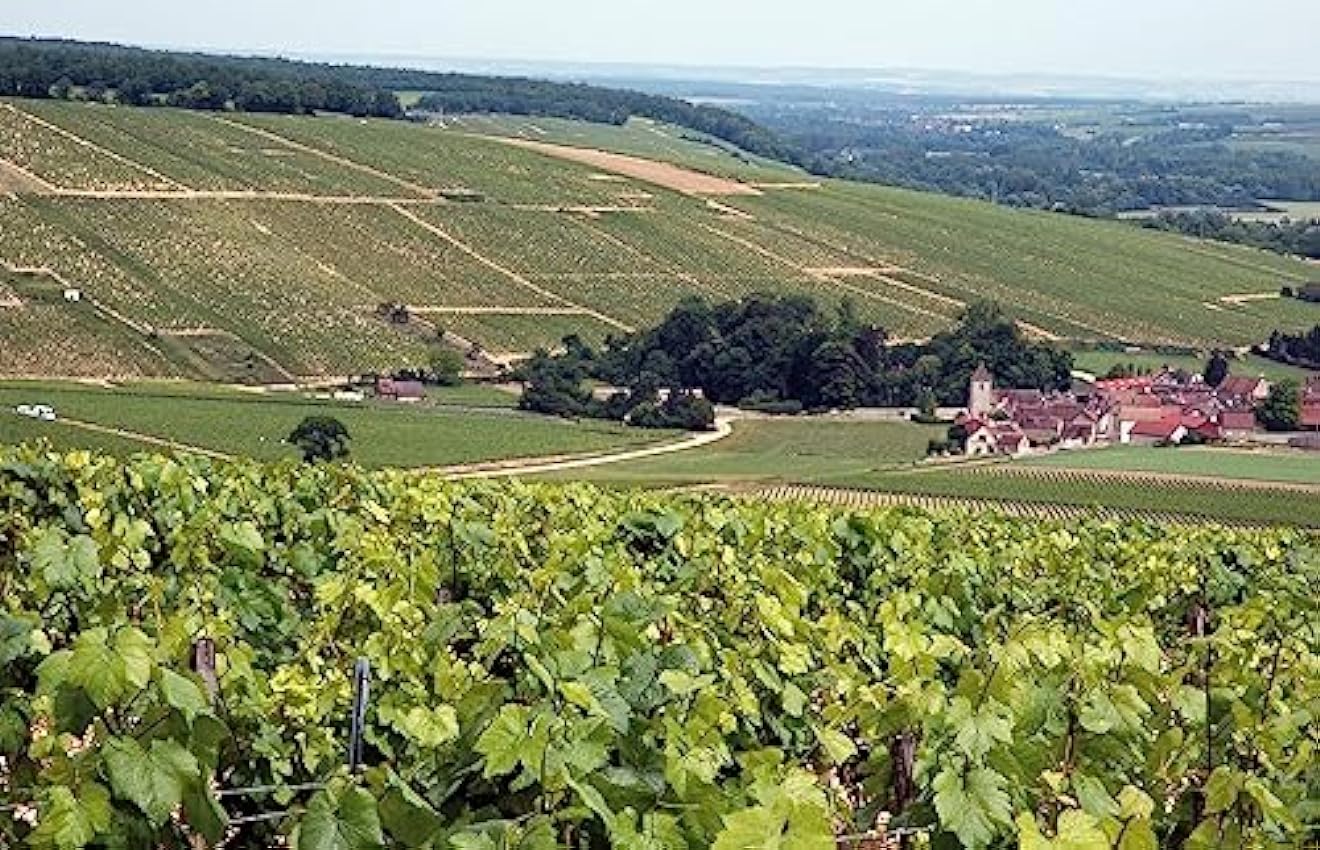 Pasquier Desvignes - AOP Fleurie, Vin rouge, Cru du Beaujolais (1 x 0,75L) kWSbbDrR